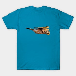 Kestrel or Windhover T-Shirt